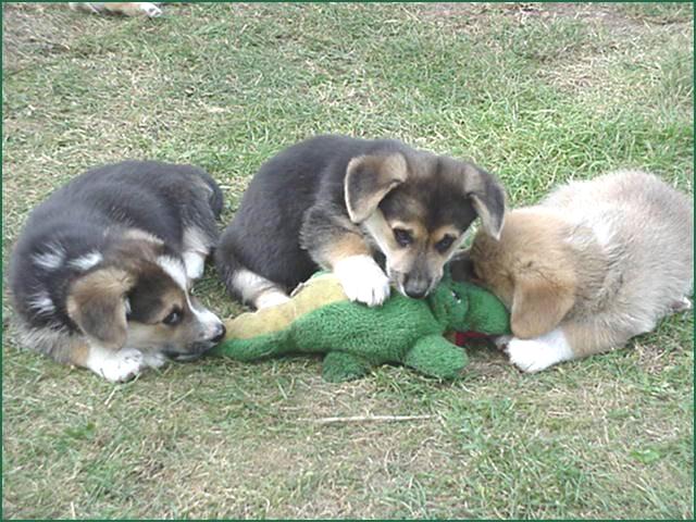 Dogs attacking gator!