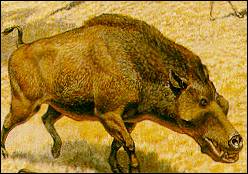 Dinohysus