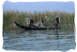 Fishing in the Reeds