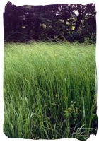 Kansas Prairie Grass