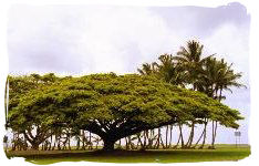 Monkey Pod Tree of Hawaii