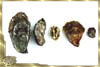 Varieties of Oysters