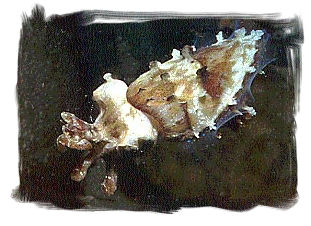 Sepia Cuttlefish