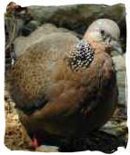 Spotted Dove