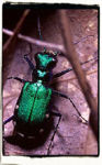 Tiger Beetle