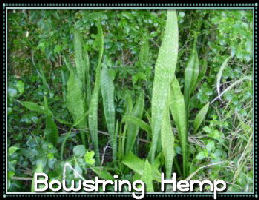 Bowstring Hemp