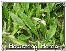 Bowstring Hemp