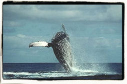 Humpback Whale Breaching