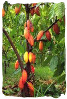 Cacao Trees