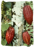 Cacao Nuts (unripened)