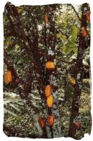 Cacao Trees