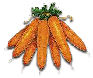 Carrots