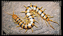 Centipede