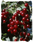 Chokecherries