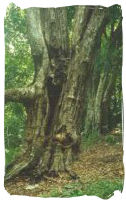 Clove Tree