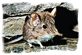 Elephant Shrew