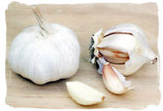 Garlic