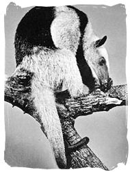 Giant Anteater