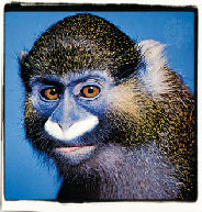Guenon Monkey