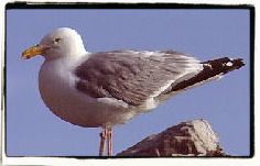 Herring Gull