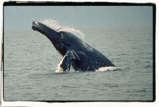 Humpback Whale