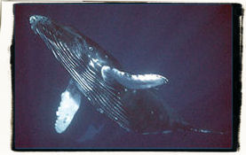 Humpback Whale