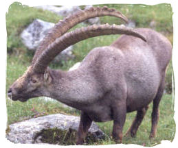 Ibex