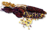 Maize-Corn