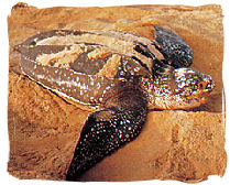 Marine Turtle