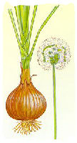 Onion plant
