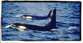 Pair of Orcas