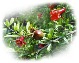 Pomegranate on Tree