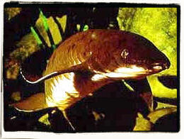 Queensland Lungfish
