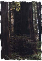 Redwoods