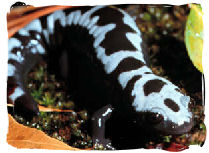 Marbled Salamander