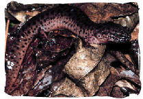 Red Salamander