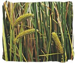 Sedge Carex Vesicaria