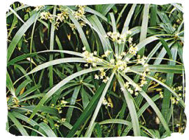 Umbrella Plant - Cyperus alternifolius