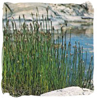 Bulrush - Scirpus palustris