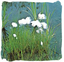 Cotton Grass - Eriophorum