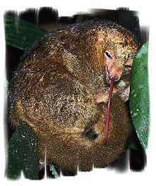 Silky Anteater