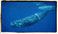 Sperm Whale