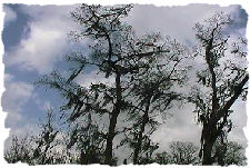 Florida Swamp Trees