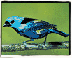 Blue Tanager