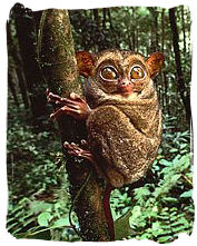 The Tarsier (Tarsius)