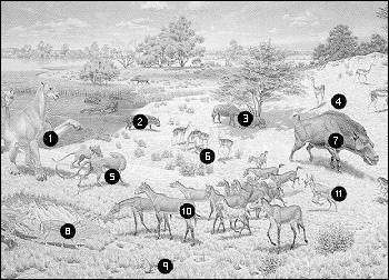 Agate Fossile Bed Animals Identified