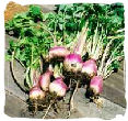 Turnips