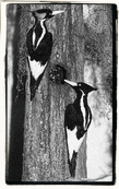 Ivory-Billed Woodpecker