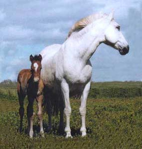 Andalusian and Young