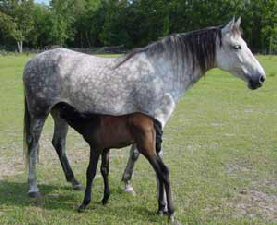 Andalusian and Young